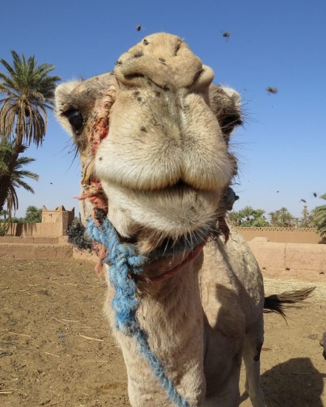 10304971_316280275223551_615632919758662614_n