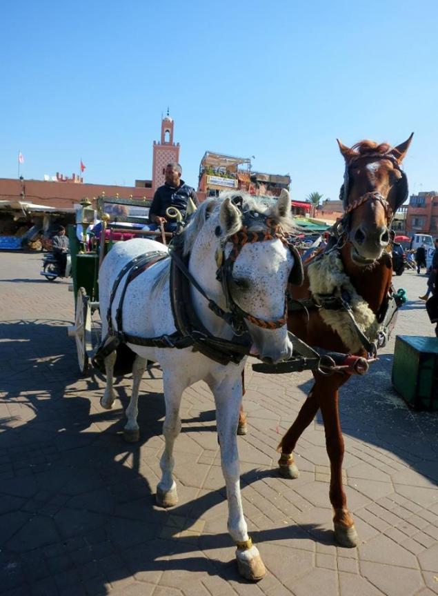 10394025_318895238295388_5712946889430601481_n