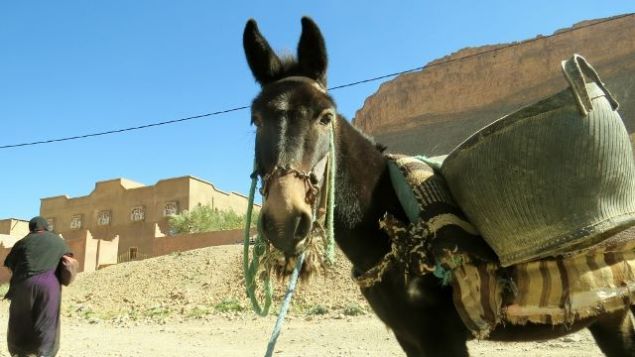 1939938_314788058706106_116821129452666598_n